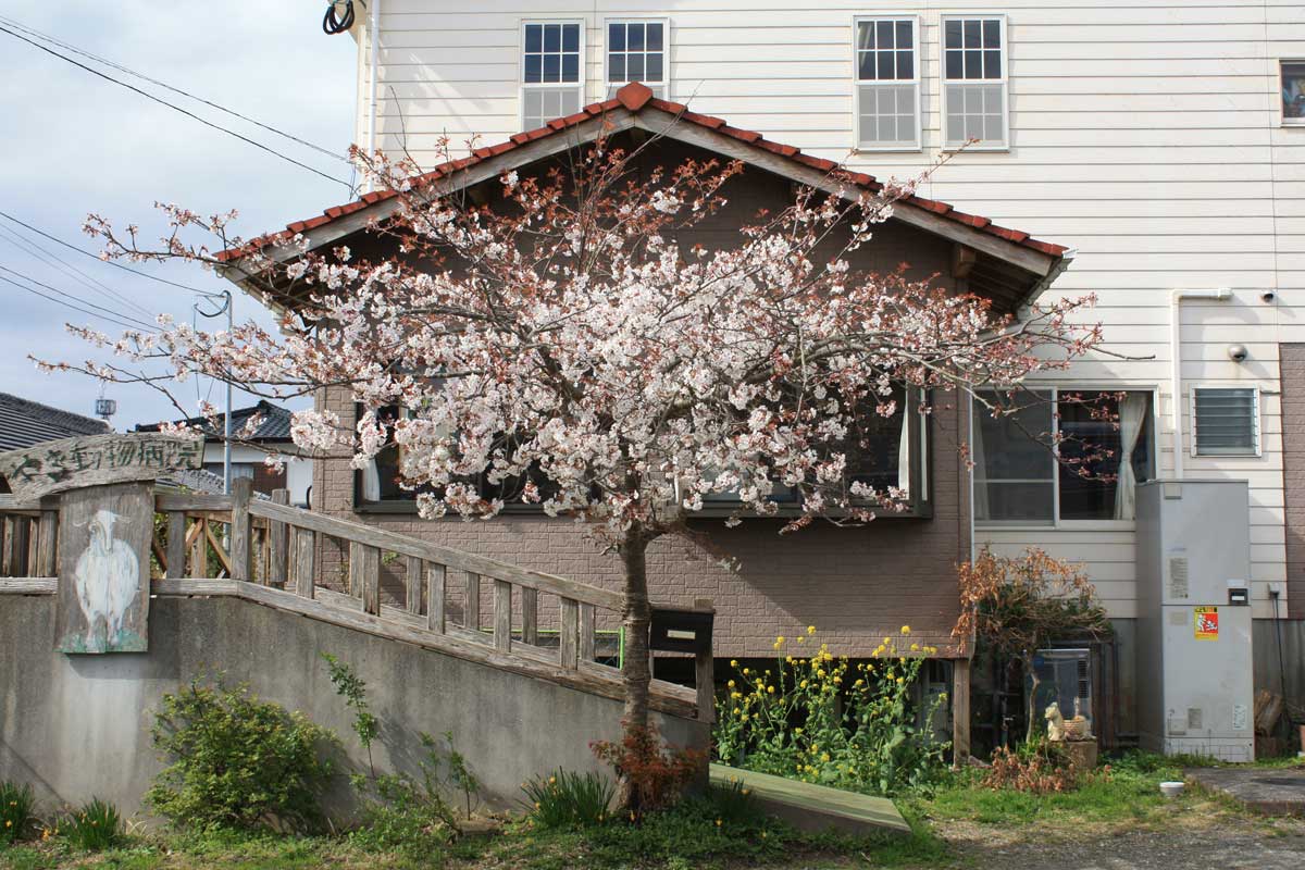 やぎ動物病院